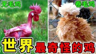 [视]世界上最奇怪的10种鸡，身高1.2米，第1名的尾巴长达12米！