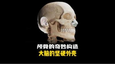 [视]人类的颅骨原来并不是一个整体，这构造也太神奇了！ #涨知识