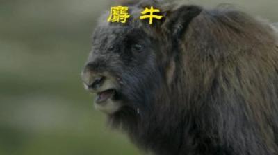[视]真•硬着头皮 #动物科普 #动物解说 #动物世界 #麝牛