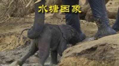 [视]狡猾的象宝脚滑了 #动物世界 #动物科普 #动物解说 #大象
