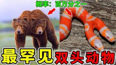 [视]世界上最罕见的双头动物，双头龙真的存在，但概率只有百万分之一