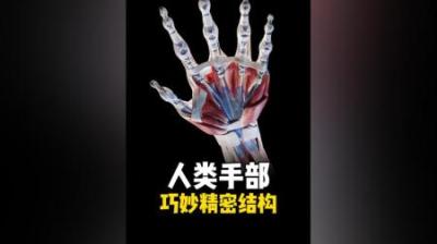 [视]人类手部的精密巧妙结构 #涨知识 #科普 #手