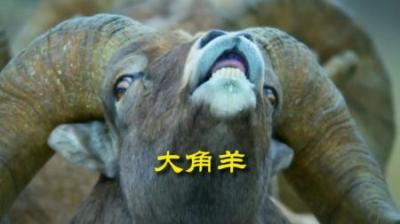 [视]鸡飞蛋打大角羊 #动物世界 #动物科普 #动物解说 #大角羊