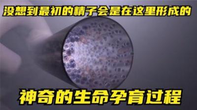 [视]没想到精子是这样在这里形成的，真是神奇的生命孕育过程