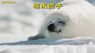[视]小时候的糯米丸子和长大后的猕猴桃#动物世界 #动物科普 #海豹