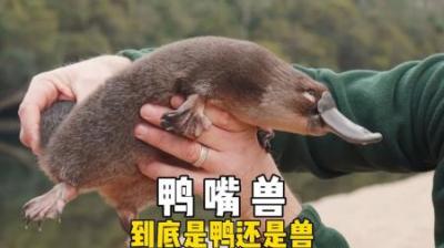 [视]鸭嘴兽究竟是鸭还是兽？ #涨知识 #动物世界 #神奇动物在抖音