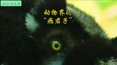 [视]马达加斯加的“瘾君子”，最原始的猴子#动物科普 #动物世界