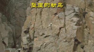 [视]雁崽：悬崖峭壁？不过如此！ #动物解说 #动物世界 #动物科普