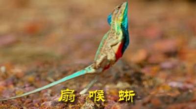 [视]扇喉蜥之间的“口水战争” #动物世界 #动物科普 #动物解说
