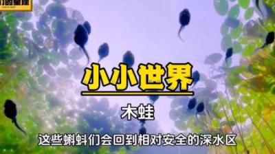 [视]木蛙：她有蛤蟆功护体，能够起死回生#神奇动物在抖音 #科普一下