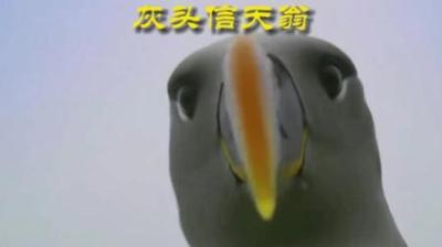 [视]差点被抛弃的信天翁幼崽 #动物世界 #动物科普 #动物解说 #信天翁