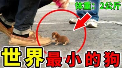 [视]世界上最小的10种狗，体重只有2公斤，第1名可以放进杯子里！