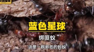 [视]绑匪蚁：蚂蚁界的绿林好汉，专门打劫其他种群的幼蚁