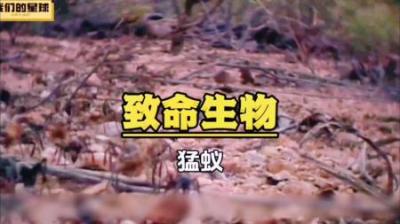 [视]猛蚁：一只穿云箭，千军万马来相见！#科普一下 #昆虫世界