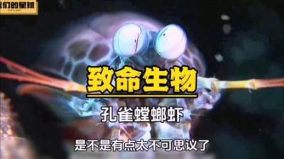 [视]孔雀螳螂虾：铁拳无敌，弹指间，灰飞烟灭！#神奇动物在抖音