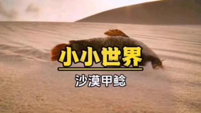[视]沙漠甲鲶：在巴西🇧🇷，渔民尾随它，竟能找到湖泊，还能抓鱼