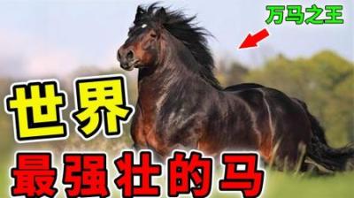 [视]世界上最强壮的10种马，体型堪比大象，10个壮汉拉不动