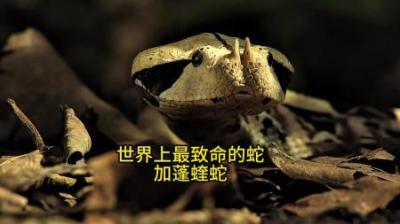 [视]会钓“鱼”的蛇牙口漏风 #动物解说 #动物世界 #动物科普 #蛇