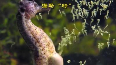 [视]雄性海马的生娃之旅 #动物世界 #动物科普 #动物解说 #海马