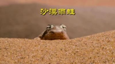 [视]凶猛毒舌赖格宝，你值得拥有 #动物世界 #动物科普 #沙漠雨蛙
