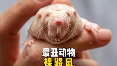 [视]拥有超能力的最丑“不老神兽”裸鼹鼠 #神奇动物在抖音 #动物科普