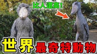 [视]世界上最奇特的10种动物，1.6米的巨鸟？第1名堪称自然界的活化石
