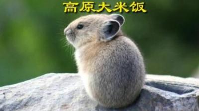 [视]高原大米饭 ， 挖洞专家#动物科普 #动物世界 #科普 #鼠兔