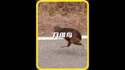 [视]世界上最快乐的生物#神奇动物在抖音 #动物科普 #动物世界 #科普