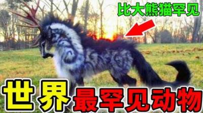 [视]世界上最罕见的10种动物，看一眼少一眼，第1名比大熊猫还要罕见