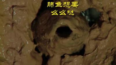 [视]可以5年不吃喝的“觉（jiao）王”#动物世界 #动物科普 #肺鱼