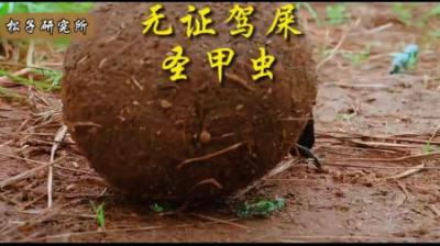 [视]可怜的蛙宝宝受尽了屈辱#动物世界 #动物科普 #科普#屎壳郎