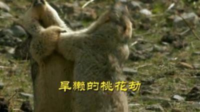 [视]同祖先，使用祖传的招数，互相掐脖。#动物世界 #动物科普 #旱獭