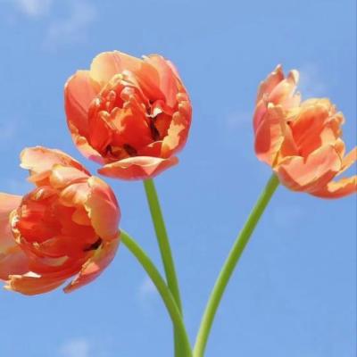 【唯美】儿行千里母担忧相连贯的句子（儿行千里母担忧经典语录）