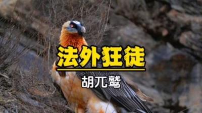 [视]如果高空抛物有罪，那么胡兀鹫该怎么判？#动物世界解说