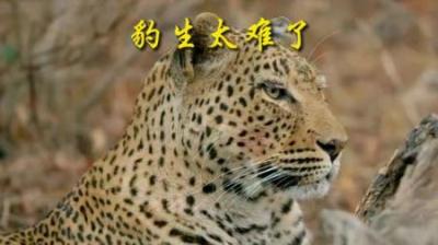 [视]生存不易，豹豹叹气。#动物世界 #动物科普 #神奇动物在抖音