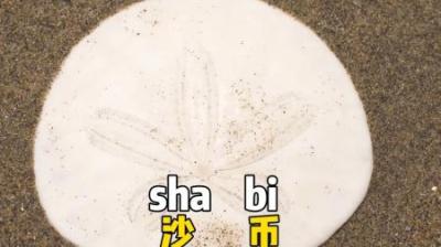 [视]你见过真正的沙币吗？ #涨知识 #神奇动物在抖音 #动物科普