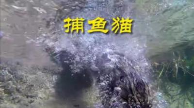 [视]渔猫 英文名fishing cat 职业“钓鱼”#动物世界 #动物科普