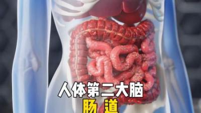 [视]人体第二大脑 #涨知识 #人体 #科普