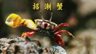 [视]这迷你小手手也只能用来吃饭了。 #动物科普 #动物世界 #招潮蟹
