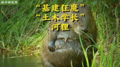 [视]大自然工程师，环境改善的大善狸#动物世界#动物科普 #神奇动物