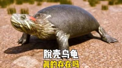 [视]乌龟可以自己从壳里出来吗？ #涨知识 #乌龟 #动物