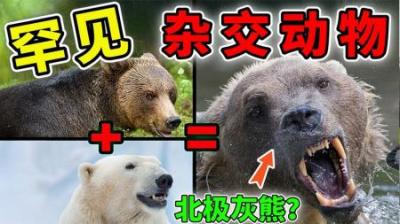 [视]世界上最奇特杂交动物，狮虎兽真的存在，第1名是人和猪的结合？