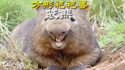 [视]铜墙铁屁--方形粑粑兽 #动物世界 #动物科普 #袋熊