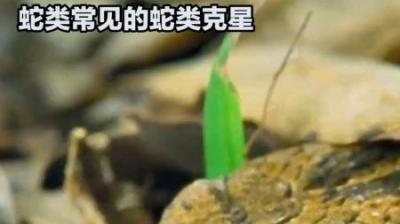 [视]蛇惹错的10次对手，一脚踩死黑曼巴，把毒蛇当辣条吃？