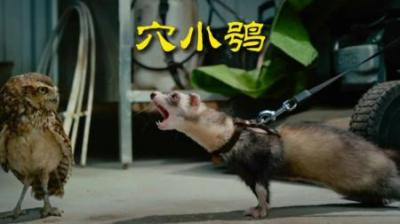 [视]穴小鸮领地鸮张记#动物世界 #动物科普 #穴小鸮