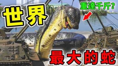 [视]世界上最大的10条蛇，第1名把当鳄鱼零食，被誉为沼泽之王！