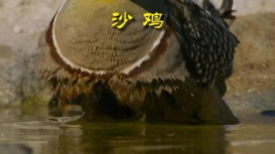 [视]沙漠饮水机沙鸡 #动物世界 #动物解说 #动物科普 #鸟类 #沙鸡