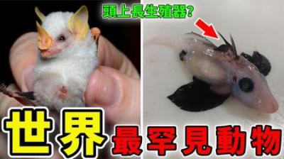 [视]世界上最罕见的10个动物，见过3种算你厉害！