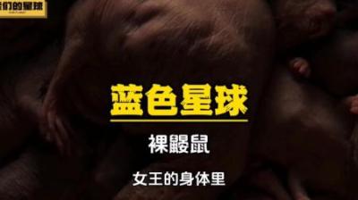 [视]每位公主都有自己的野心，雌性裸鼹鼠冒着生命危险