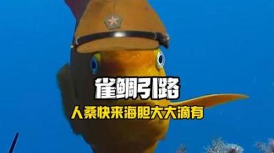[视]海底农夫的爱恨情仇#动物世界 #动物科普 #海胆 #雀鲷
